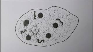 Entamoeba histolytica trophic view Biology drawing [upl. by Mckenzie]