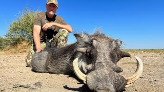 Warthog fever Hunting big warthogs with Kristoffer Clausen Episode 810 [upl. by Halak]