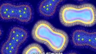 French Translation  Animation of Antimicrobial Resistance [upl. by Nork]