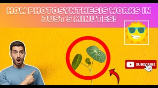 How Photosynthesis Works in just 5 minutes [upl. by Goat774]