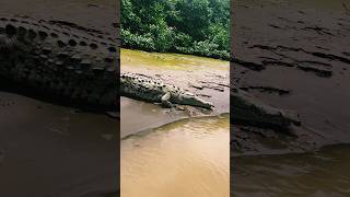 Crocodilians 🐊🐊🐊🐊 [upl. by Rob]