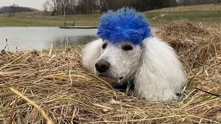 Standard Poodle Duck Hunting [upl. by Laughry]