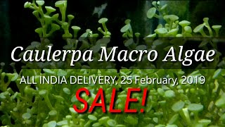 Caulerpa Macro Algae Sale in India Buy macro algae online Macro Algae price in India C Peltata [upl. by Pazit]