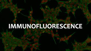 Immunofluorescence IF Immunohistochemistry IHC and Immunocytochemistry ICC [upl. by Alian]