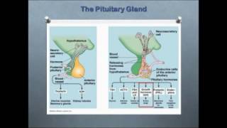 Personalized Treatment for Patients with Acromegaly [upl. by Bray]