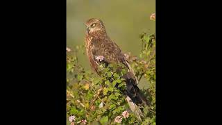 Marsh Harrier Bird Call [upl. by Ithnan693]