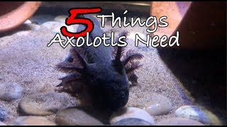 10 Things You Should NEVER Do to Your Axolotl [upl. by Asetal721]