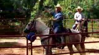 Horses For Sale Bombproof [upl. by Rednas]