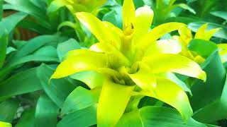 Guzmania Bromeliads plants kadiyam [upl. by Robin900]