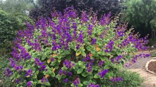 Tibouchina heteromalla  Silver Leafed Princess Flower [upl. by Carol854]