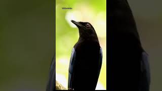 Malabar whistling thrush call what a sweet voiced bird [upl. by Amimej]