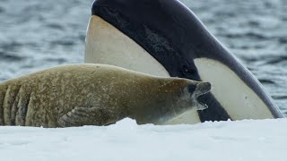 Killer Whales Extraordinary Hunting Technique  Frozen Planet II  BBC Earth [upl. by Guy287]