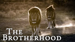 Lion Documentary  The Brotherhood  Wild Planet HD [upl. by Esdnyl698]