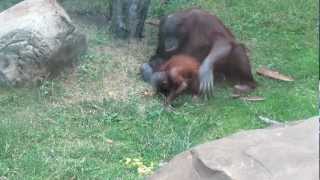 Орангутан Orangutan Moscow Zoo [upl. by Estelle754]