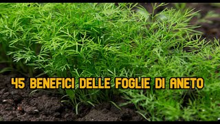 45 benefici delle foglie di aneto [upl. by Leona]