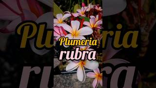 Plumeria rubra [upl. by Trixy]