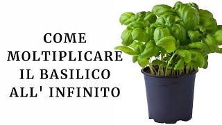 Come moltiplicare all’infinito il basilico per averlo sempre fresco [upl. by Accber]