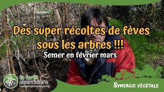 Semer des fèves en mars au pied des arbres [upl. by Enenstein]