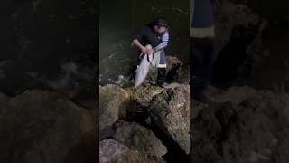 130cm mulloway off the rocks fishing fish mulloway perth westernaustralia edit [upl. by Ikoek]