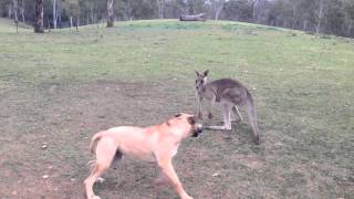 Dog And Kangaroo Play Tag [upl. by Ettezel]