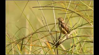 Rufouswinged Cisticola call [upl. by Mutua]