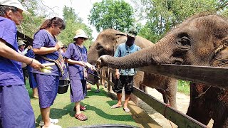 【清邁友善大象體驗營】餵食大象 HUG CHANG MAETENG ELEPHANT SANCTUARY Thailand [upl. by Sardella]