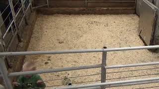 Gladstone Auction Mart Live Stream [upl. by O'Conner]