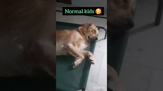 Normal kids🥰vslegends😎 youtubeshorts doglover goldenretiever tag viral shorts statustrending [upl. by Anwat435]