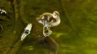 Duckling of the Mandarin Duck Aix galericulata  Küken der Mandarinente 1 [upl. by Alyson]