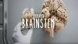 Neuroanatomy S1 E3 Overview of the Brainstem neuroanatomy brainstem medicine [upl. by Eyeleen226]