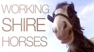 Working Shire Horses [upl. by Gareri]