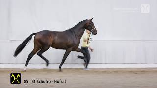 Hanoverian Stallion Licensing 2018 No 85 Stallion by St Schufro  HofratT [upl. by Elihu]