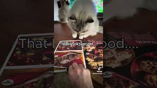 Deciding on Christmas food catvideos cat cuteecats yourcat catlover [upl. by Eenwat]