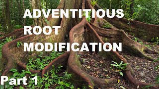 Modifications of Adventitious Root [upl. by Eenolem]