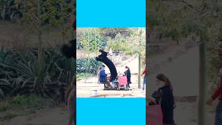 Ninja Wife Prank Superwife 🤣  youtubeshorts funnyvideo entertainment comedyvideos subscribe [upl. by Auhsuoj547]