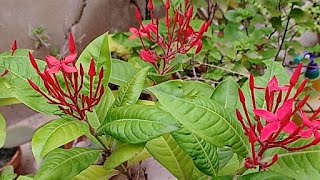 Free flowering Ixora plant [upl. by Leahcimauhsoj]