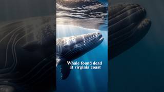 Is Endangered north Atlantic right whale Found Dead at Virginia Coast [upl. by Luciana847]