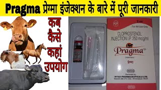 Pragma Injection use in veterinary Hindi प्रेग्मा इंजेक्शन के बारे में पूरी जानकारी  Vet injection [upl. by Irmo766]