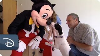 Mickey Meets Lily the Dog With a Mickey Mouse Spot  Disney Parks [upl. by Yltnerb870]