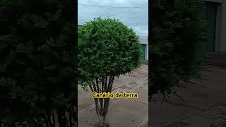 Vc conhece o canário da terra [upl. by Giffard]