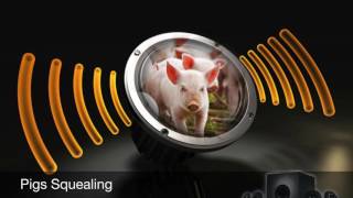 Pigs SquealingSound Effect [upl. by Orlene679]