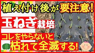 玉ねぎは定植した後が超重要！元気に育てる為にやるべき３つの事【初心者・タマネギの育て方】 [upl. by Oelak]