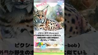 おやすみの挨拶ピクシーボブcapcut short cat aisrt 猫のいる暮らし ねこ好きさんと繋がりたい [upl. by Limbert]