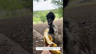 This family found an abandoned emu egg and then this happened animalshorts shortvideo [upl. by Reich]