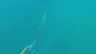 Spearfishing 45lb Broomtail Grouper [upl. by Stillas419]