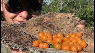 Identifying and Foraging Edible Berries  Desert Hackberry [upl. by Limbert597]