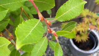 Hand Grafted Weeping Pussy Willow Update  September 19 2022 [upl. by Ocin]