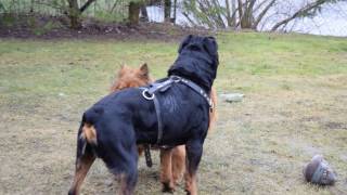 Rottweiler vs Chow chow mix [upl. by Ladnek]