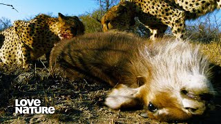 Cheetah Brothers Chase Down Antelope in Tag Team Hunt  Wildlife Icons Ep101 [upl. by Wagstaff]