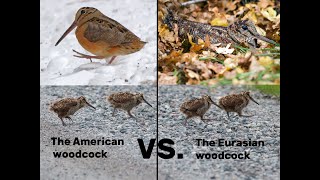 The Differences Between Woodcocks  American VS Eurasian [upl. by Aker]